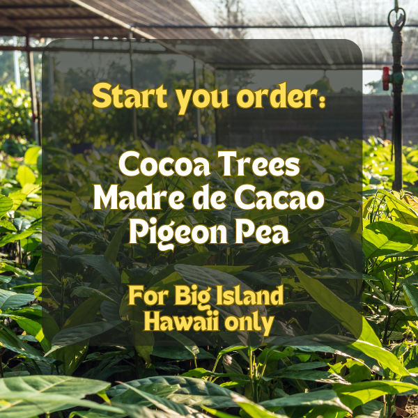 Cocoa Trees for Sale - Puna Chocolate Company