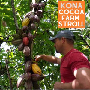 Kona Cacao Orchard Stroll Tour & Chocolate Tasting (Mon, Wed, Thurs, Fri, Sat 9a, 12p, 2:30p)