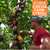 Kona Cacao Orchard Stroll Tour & Chocolate Tasting (Mon, Wed, Thurs, Fri, Sat 9a, 12p, 2:30p)